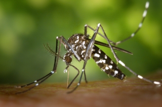 Aedes albopictus mosquito inserting her proboscis through the skin.