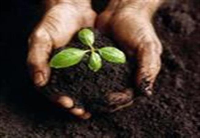 hands holding soil and a plant