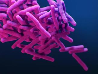 Medical illustration of drug-resistant, Mycobacterium tuberculosis bacteria.