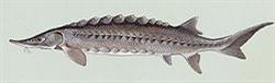 Sturgeon